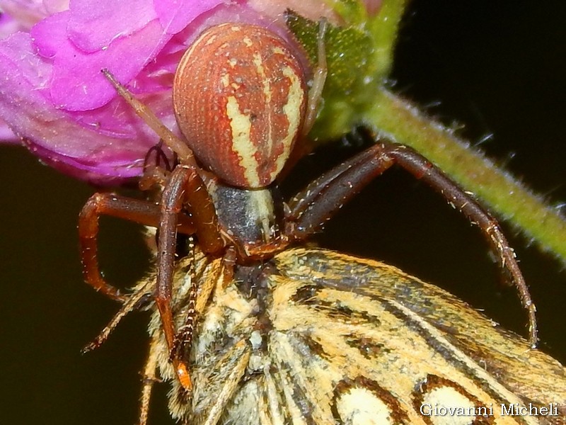 Runcinia grammica - Magenta (MI)